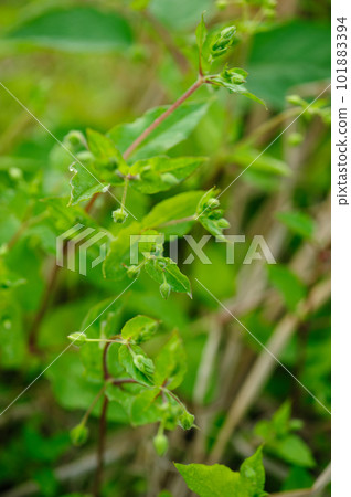 Chickweed ,Stellaria media in the spring garden. Chickweed ,Stellaria media in the spring garden. 101883394