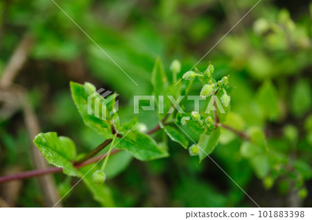 Chickweed ,Stellaria media in the spring garden. Chickweed ,Stellaria media in the spring garden. 101883398