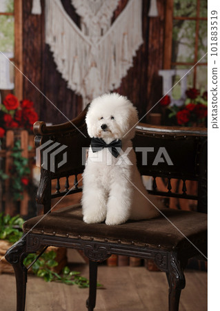 Toy poodle on a retro background 101883519