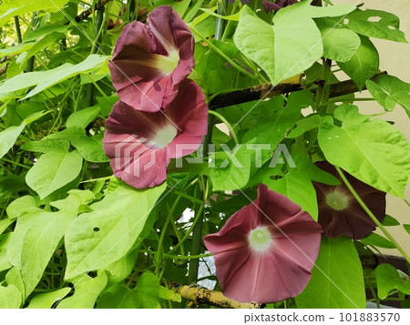 牽牛花(團十郎) 牽牛花(團十郎) 101883570