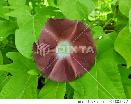 牽牛花（團十郎） 101883572