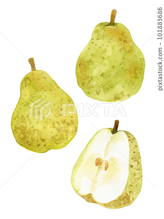 La France 梨手繪水彩插圖 101883686