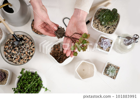 Woman holding Aeonium house Plant rooted cutting for planting potting Woman holding Aeonium house Plant rooted cutting for planting potting 101883991