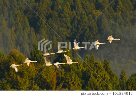 Swan in Shimoike, Tsuruoka City 101884013