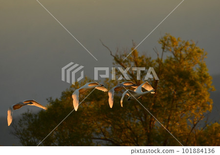 Swan Lake swan Swan Lake swan 101884136