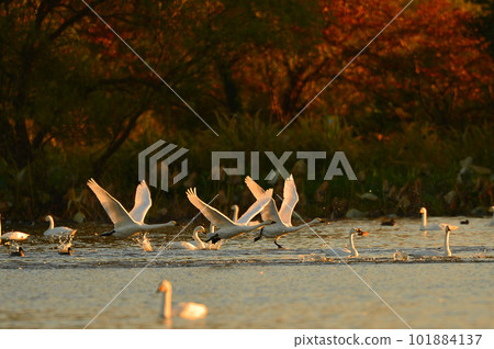 Swan Lake swan Swan Lake swan 101884137