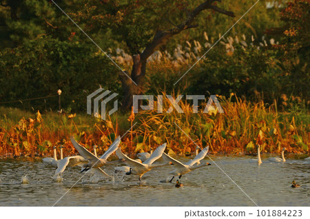 天鵝湖天鵝 天鵝湖天鵝 101884223