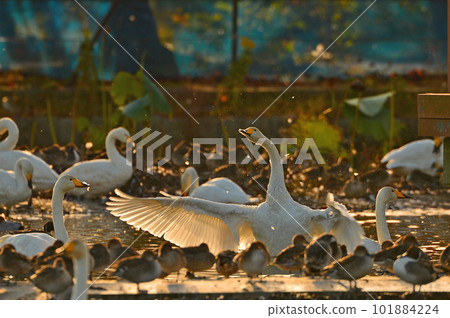 天鵝湖天鵝 天鵝湖天鵝 101884224