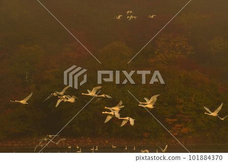 Swan of Tsuruoka Shimoike Swan of Tsuruoka Shimoike 101884370