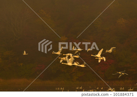 Swan of Tsuruoka Shimoike Swan of Tsuruoka Shimoike 101884371