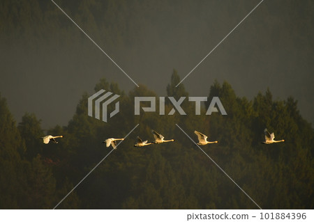 Swan of Tsuruoka Shimoike 101884396