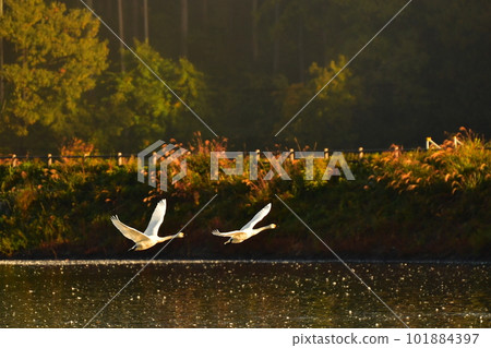 Swan of Tsuruoka Shimoike Swan of Tsuruoka Shimoike 101884397