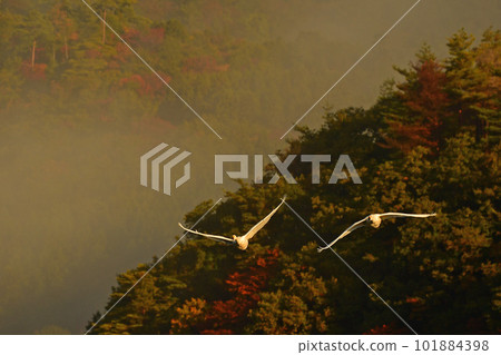 Swan of Tsuruoka Shimoike Swan of Tsuruoka Shimoike 101884398