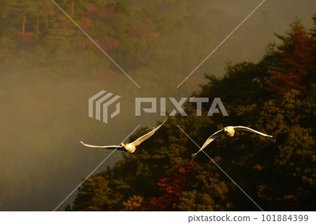 Swan of Tsuruoka Shimoike Swan of Tsuruoka Shimoike 101884399