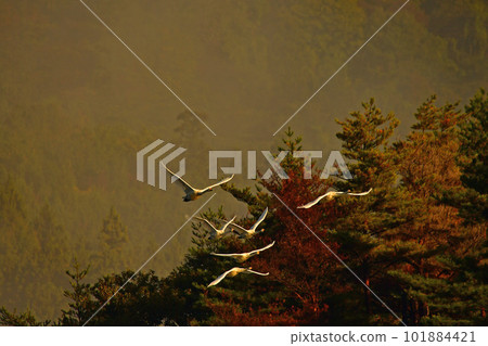 Swan of Tsuruoka Shimoike Swan of Tsuruoka Shimoike 101884421