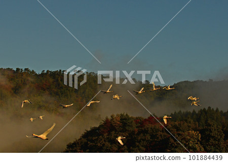 Swan of Tsuruoka Shimoike 101884439