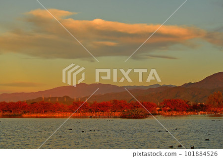 Swan Lake swan 101884526