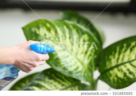 Caring housewife sprays fresh water on large leaves of plant 101885085