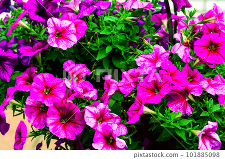 garden flowers close-up selective focus, tinted image garden flowers close-up selective focus, tinted image 101885098