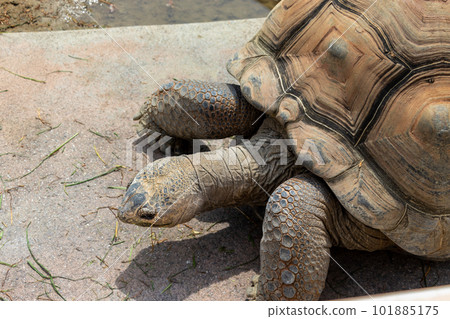 Giant tortoise stretching its neck out of its shell 101885175
