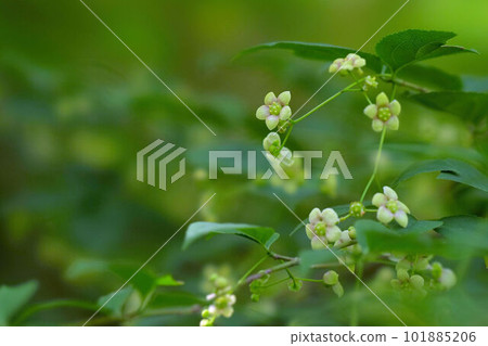 像懸掛在樹枝上一樣綻放的 Tsuribana 101885206