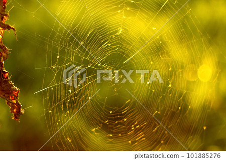 In the early morning, a spider web or cobweb glows with dew drop In the early morning, a spider web or cobweb glows with dew drop 101885276