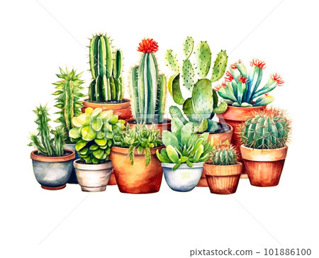 Cactus watercolor, cacti plant hand drawn, Vector illustration isolated on white background 101886100