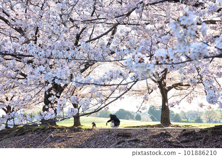 清晨在公園的櫻花樹下與您的寵物合影 101886210