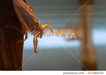 前腿伸出的水龜 前腿伸出的水龜 101886250