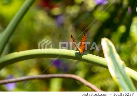 棲息在植物莖上的棕色小蝴蝶 101886257
