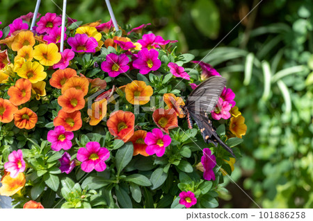 Black swallowtail butterfly on colorful flowers Black swallowtail butterfly on colorful flowers 101886258