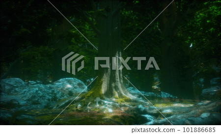 tree roots and sunshine in a green forest 101886685