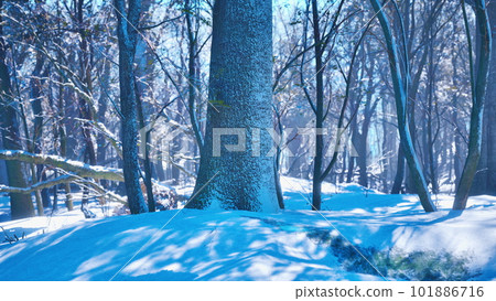 Warm winter sunset shining through a forest with tall pine trees 101886716