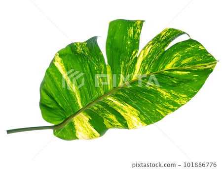 green leaves pattern of Epipremnum aureum foliage isolated, leaf exotic tropical, Devil's ivy, Golden pothos 101886776