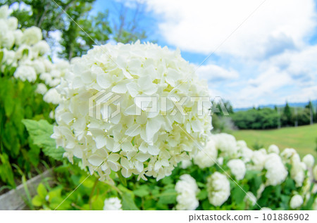 白色繡球花 白色繡球花 101886902