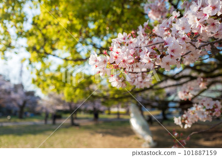 [春天] 德島中央公園的櫻花 101887159