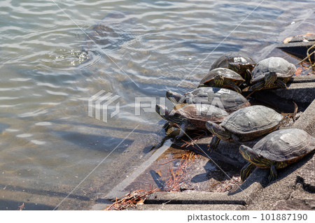 Many turtles drying their shells by the water 101887190