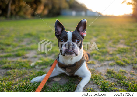Boston Terrier relaxing in the park 101887268