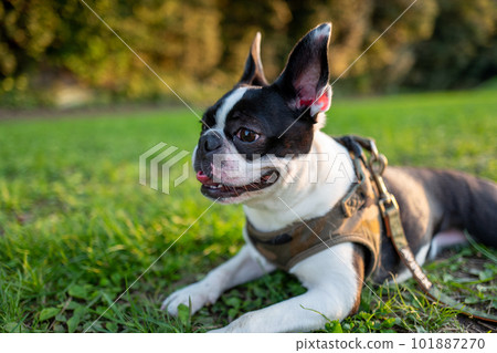 Boston Terrier relaxing in the park 101887270