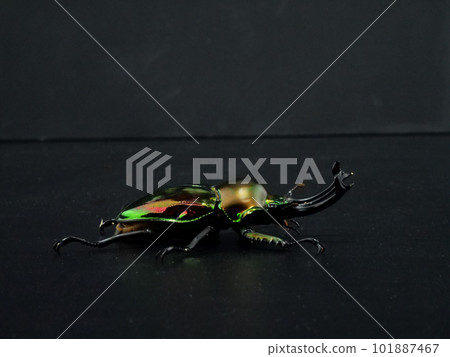 Rainbow stag beetle facing sideways Rainbow stag beetle facing sideways 101887467