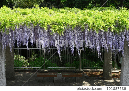 Wisteria blooming at Fujioka City Wisteria Blooming Hill 101887586