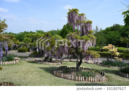 藤岡市紫藤花之丘盛開的紫藤花 藤岡市紫藤花之丘盛開的紫藤花 101887627