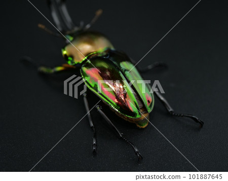 Rainbow stag beetle wings slightly open Rainbow stag beetle wings slightly open 101887645