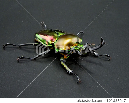 Rainbow stag beetle facing forward 101887647