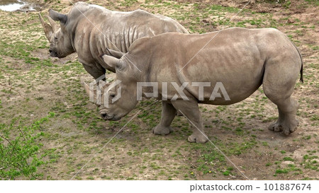 Southern white rhinoceros (Ceratotherium simum simum). Critically endangered animal species. Southern white rhinoceros (Ceratotherium simum simum). Critically endangered animal species. 101887674