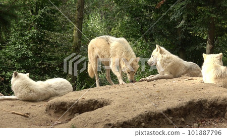 Arctic wolf (Canis lupus arctos), also known as the white wolf or polar wolf Arctic wolf (Canis lupus arctos), also known as the white wolf or polar wolf 101887796