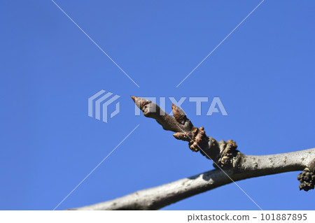 Common Plum Common Plum 101887895