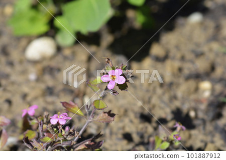 Ornamental bacopa Ornamental bacopa 101887912