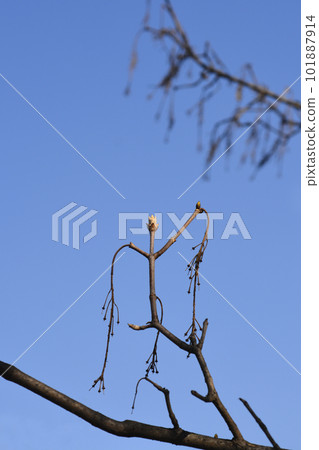 Common sycamore Common sycamore 101887914