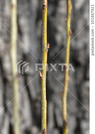 Lombardy poplar Lombardy poplar 101887921